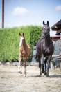 Poulain de dressage gros potentiel