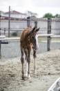 Poulain de dressage gros potentiel