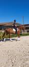 Caballo castrado Lusitano En venta 2019 Alaz&aacute;n por EROS 