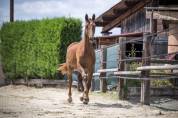 Hongre excellentes allures pour le dressage /top mental