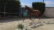 Hongre excellentes allures pour le dressage /top mental