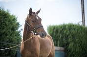 Hongre excellentes allures pour le dressage /top mental