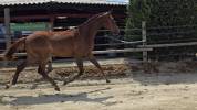 Hongre excellentes allures pour le dressage /top mental