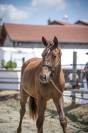 Hongre excellentes allures pour le dressage /top mental