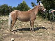 Ponette type shetland 