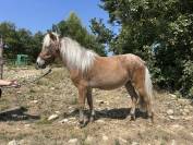 Ponette type shetland 