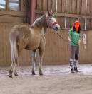 Kiwi poney de rando