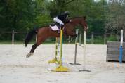 Cheval de sport amateur 