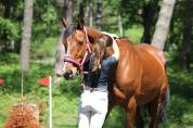 Cheval de sport amateur 