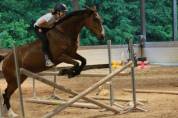 Cheval de sport amateur 