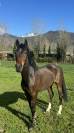 Yegua Poni de Silla Alemán, Deutsches Reitpony En venta 2015 Bayo moreno