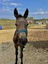 Poulain à vendre 