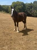 Olympe pouliche Shire de 1 an