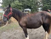 Olympe pouliche Shire de 1 an