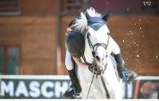 PONY IRLANDESE, anno 2011, 148cm