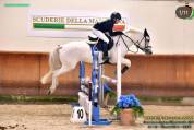 PONY IRLANDESE, anno 2011, 148cm
