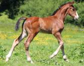 Poulain 2025 Itoki de riverland x cor de hus