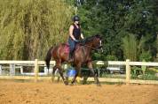 Orphée superbe jument de 6ans ?