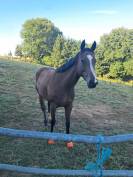 Orphée superbe jument de 6ans ?