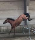 Yegua sBs Caballo de Deporte Belga En venta 2022 Bayo por Sambuca JW van't Meulenhof