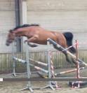 Yegua sBs Caballo de Deporte Belga En venta 2022 Bayo por Sambuca JW van't Meulenhof