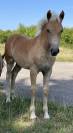 Pouliche Haflinger PP