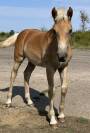 Pouliche Haflinger PP