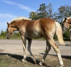 Pouliche Haflinger PP