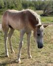 Pouliche Haflinger PP