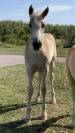 Pouliche Haflinger PP