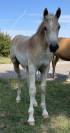 Pouliche Haflinger PP