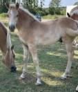 Poulain PP Haflinger 