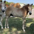 Poulain PP Haflinger 