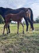 AV Magnifique poulain, origines 5*