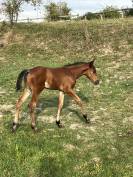 AV Magnifique poulain, origines 5*