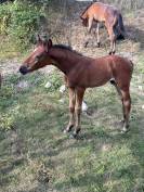AV Magnifique poulain, origines 5*