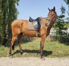 Hongre AQPS 4ans 171cm 