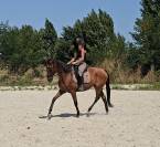 Hongre AQPS 4ans 171cm 