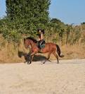 Hongre AQPS 4ans 171cm 