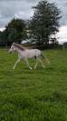 Ponette B 4 ans
