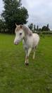 Ponette B 4 ans