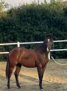 Vendo Quarter Horse