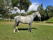 Hongre SF de 4 ans