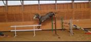 Hongre SF de 4 ans