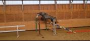 Hongre SF de 4 ans