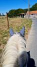 Demi pension poney