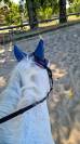 Demi pension poney
