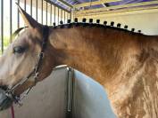 PSL, Hongre, Isabelle, 4 ans, 167