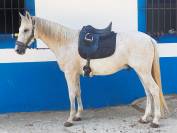 Buen caballo para Buen jinete