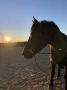 Vends cheval de merens 